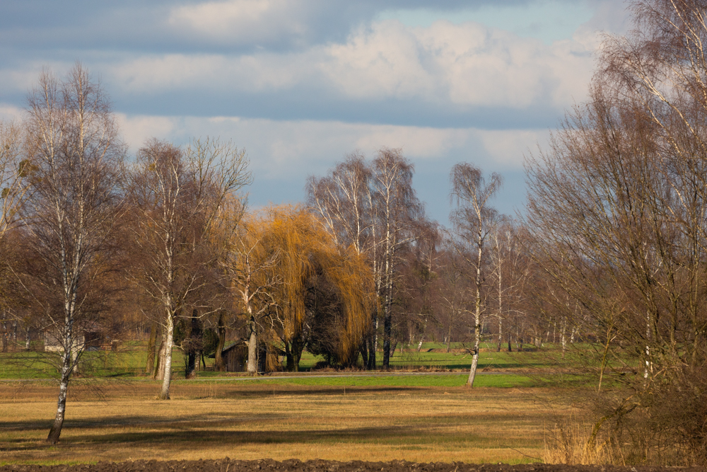 Lauteracherried im Jänner 49